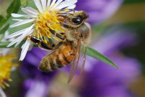 Honig Sommerblüte mit Lavendel und Thymian 500 Gramm